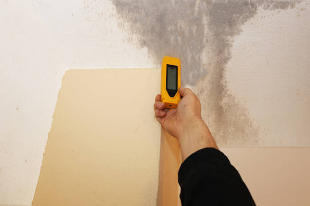 Best Mold Remediation for Vacation Homes  in Rheems, PA