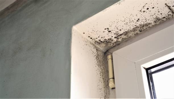 Best Comprehensive Air Testing for Mold Contaminants  in Rheems, PA