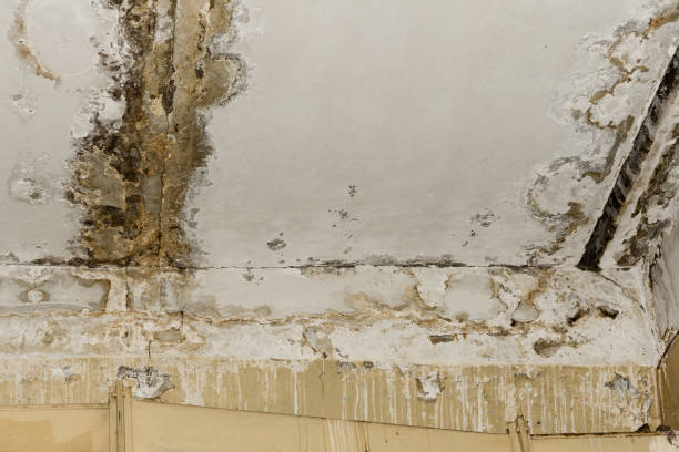 Best Environmental Consulting for Mold Prevention  in Rheems, PA