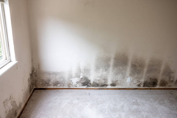 Best Air Quality Testing for Mold Spores  in Rheems, PA