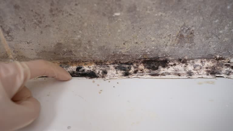 Best Attic Mold Removal  in Rheems, PA